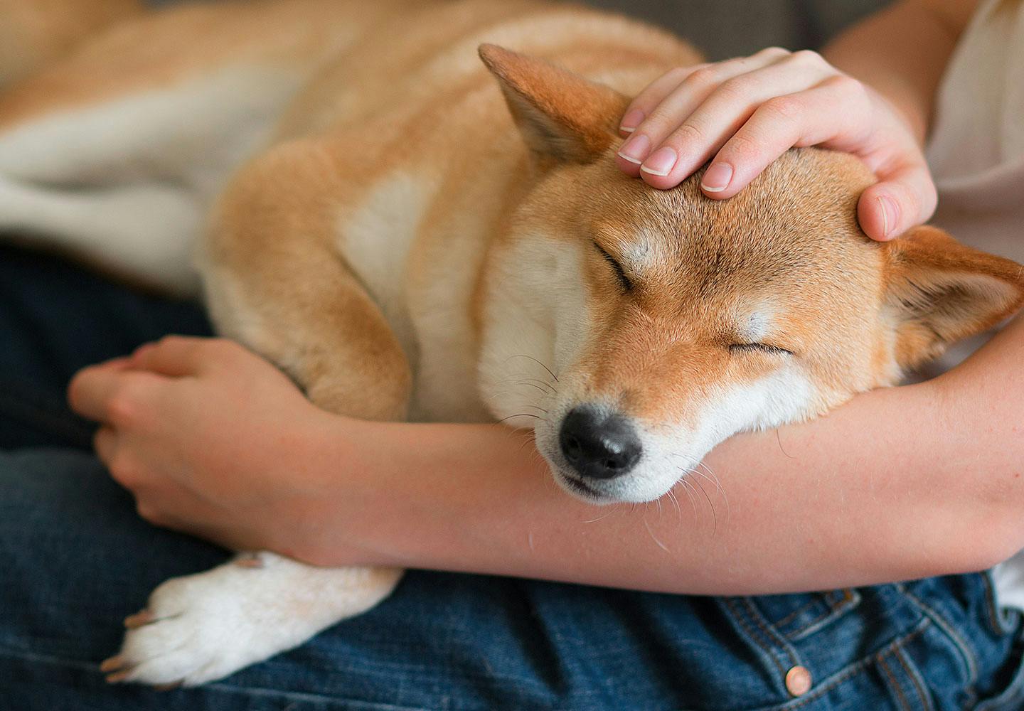 獣医師監修 犬の血便の原因とは 考えられる病気と対処法 病院に連れていくべき危険な症状を解説 Illness 病気 わんクォール