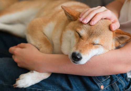 獣医師監修 犬の血便の原因とは 考えられる病気と対処法 病院に連れていくべき危険な症状を解説 わんクォール