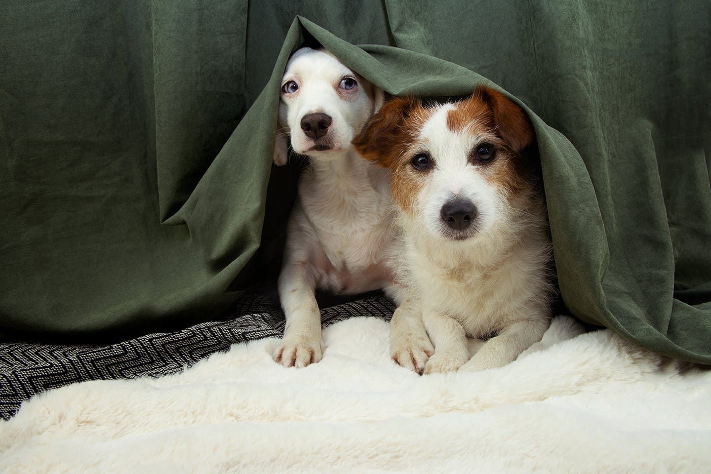 犬が台風を怖がっているときどうすれば ベストな対応を動物行動学の専門家に聞いてみた Health 健康 わんクォール