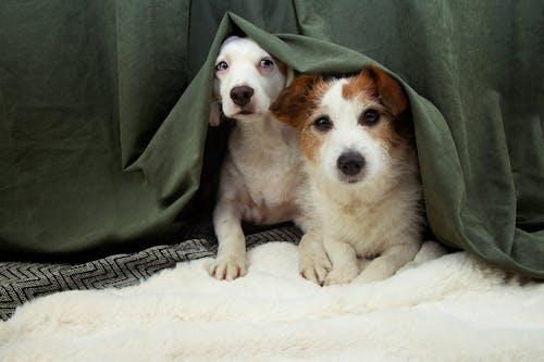 犬が台風を怖がっているときどうすれば ベストな対応を動物行動学の専門家に聞いてみた わんクォール