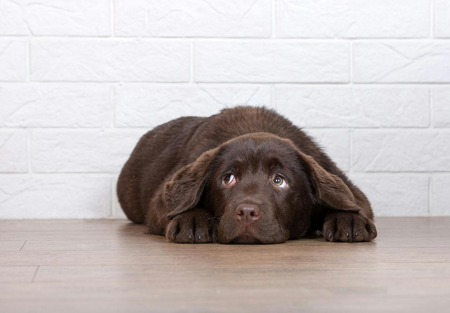 獣医師監修 犬の下痢の原因とは 病院に行くべき危険な症状や対処法 日常生活での予防策などについて解説 Illness 病気 わんクォール