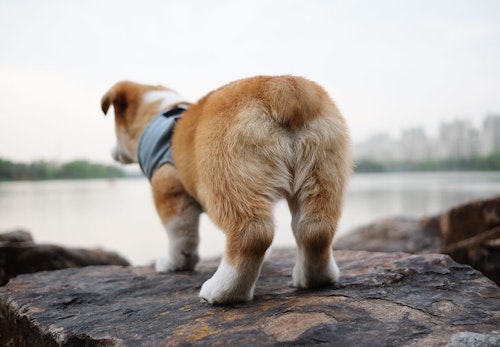 獣医師監修 犬の臭いの原因とは 体の部位ごとの対策法を紹介します わんクォール