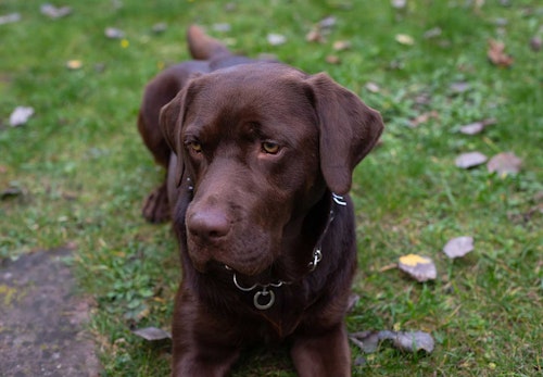 犬が散歩中に立ち止まって歩かない理由は 対処法と飼い主のng行動について解説 獣医師監修 わんクォール