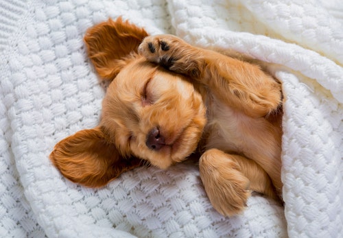 犬が寝言を言う理由は 適切な対処法と注意すべき行動について解説 獣医師監修 わんクォール 犬が寝言を言う理由は 適切な対処法と注意すべき行動について解説 獣医師監修 わんクォール