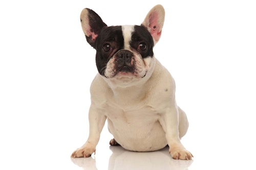 犬のお腹の張りの原因は 考えられる病気と病院に行くべき症状を解説 獣医師監修 わんクォール 犬のお腹の張りの原因は 考えられる病気と病院に行くべき症状を解説 獣医師監修 わんクォール