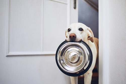 犬はさつまいもを食べても大丈夫 与える際の注意点や健康面のメリット 1日の適量について解説 獣医師監修 わんクォール