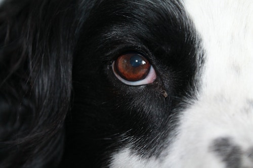 【獣医師監修】犬の目の病気を解説！　異常な目やに・できものは要注意