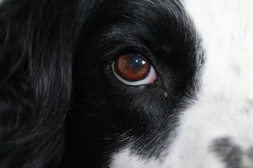 獣医師監修 犬の目の病気を解説 異常な目やに できものは要注意 わんクォール 獣医師監修 犬の目の病気を解説 異常な目やに できものは要注意 わんクォール