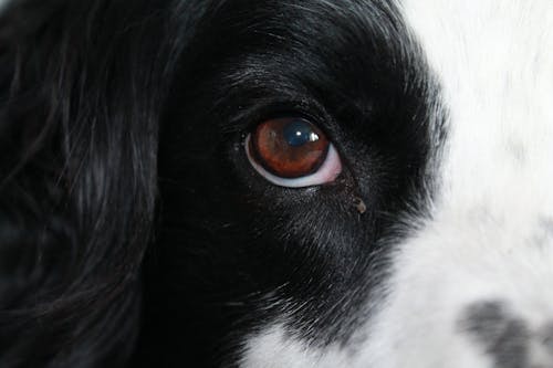 獣医師監修 犬の目の病気を解説 異常な目やに できものは要注意 わんクォール 獣医師監修 犬の目の病気を解説 異常な目やに できものは要注意 わんクォール