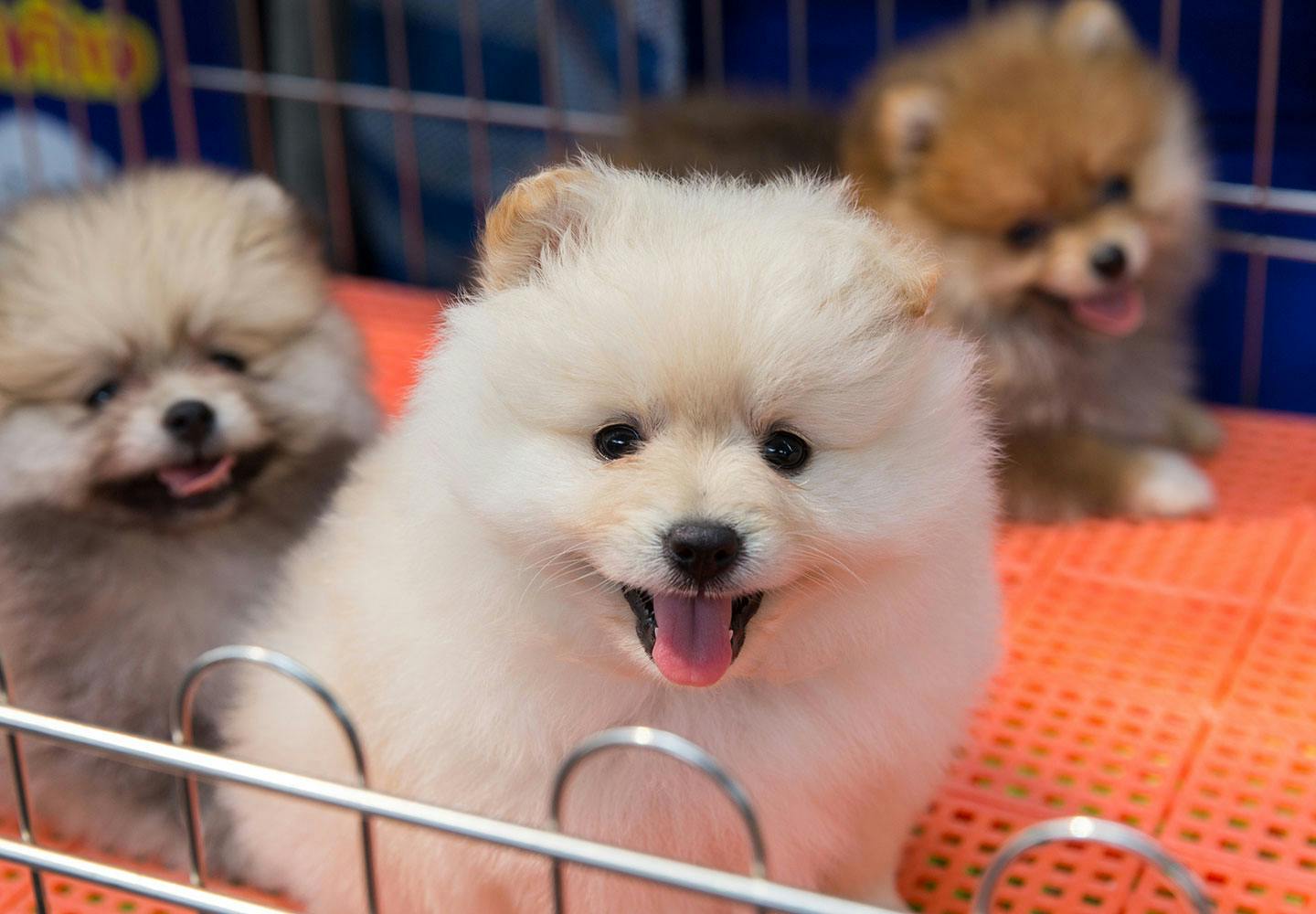 犬の殺処分がなくならない理由とは 殺処分ゼロのために私たちにできることを考えよう 病気 健康 わんクォール