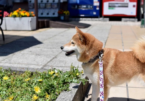 犬が散歩中に立ち止まって歩かない理由は 対処法と飼い主のng行動について解説 獣医師監修 わんクォール 犬が散歩中に立ち止まって歩かない理由は 対処法と飼い主のng行動について解説 獣医師監修 わんクォール