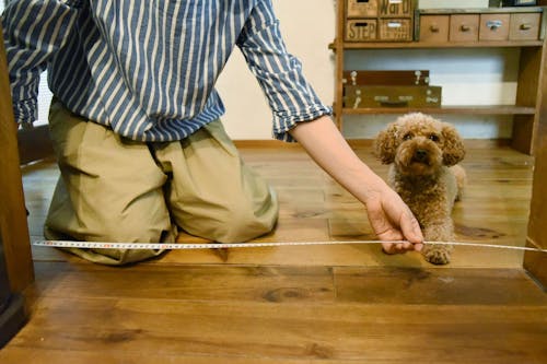 10分で完成 100均アイテムで愛犬の 簡易ペットゲート を作ろう わんクォール 10分で完成 100均アイテムで愛犬の 簡易ペットゲート を作ろう わんクォール