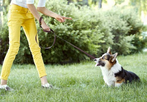 犬が散歩中に立ち止まって歩かない理由は 歩かせるための工夫と飼い主がやってはいけないng行動について解説 獣医師監修 わんクォール