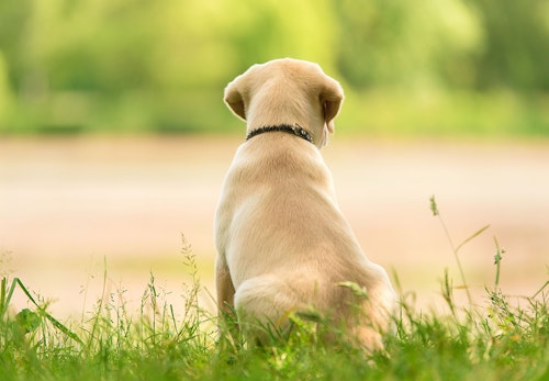 【獣医師監修】犬の椎間板ヘルニアの症状とは？原因や治療法、日常生活でのケアや予防法などについて解説