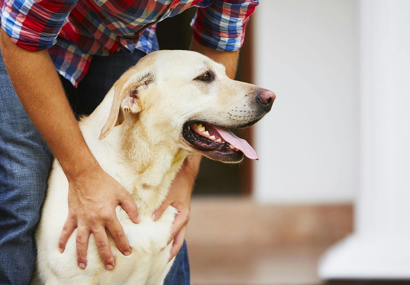 【獣医師監修】犬の臭いの原因とは？体の部位ごとの対策法を紹介します！