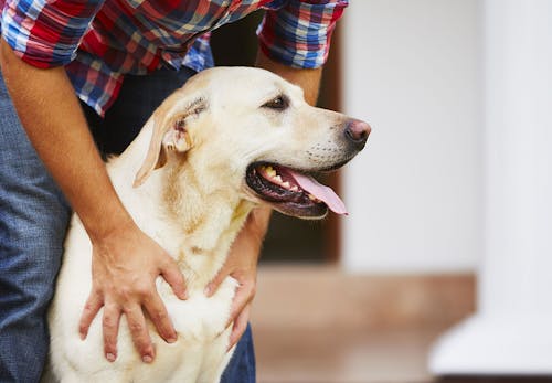 獣医師監修 犬の臭いの原因とは 体の部位ごとの対策法を紹介します わんクォール