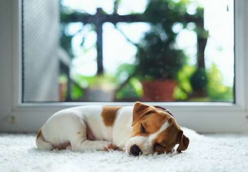 犬の睡眠時間からわかる健康状態とは 睡眠不足のリスク いびきや寝相についても解説 わんクォール