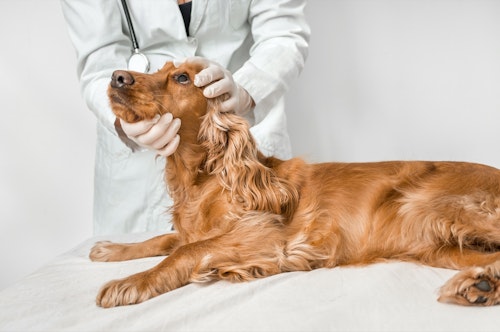 獣医師監修 犬の目の病気を解説 異常な目やに できものは要注意 わんクォール