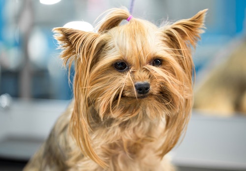 犬が寝言を言う理由は 適切な対処法と注意すべき行動について解説 獣医師監修 わんクォール 犬が寝言を言う理由は 適切な対処法と注意すべき行動について解説 獣医師監修 わんクォール