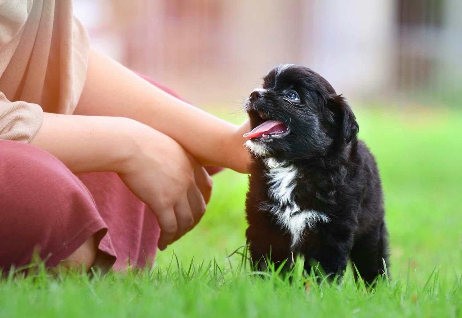 外出自粛の影響でペットを迎える人が急増中 今だから知っておきたい 犬を飼う ことの重みとは わんクォール 外出自粛の影響でペットを迎える人が急増中 今だから知っておきたい 犬を飼う ことの重みとは わんクォール