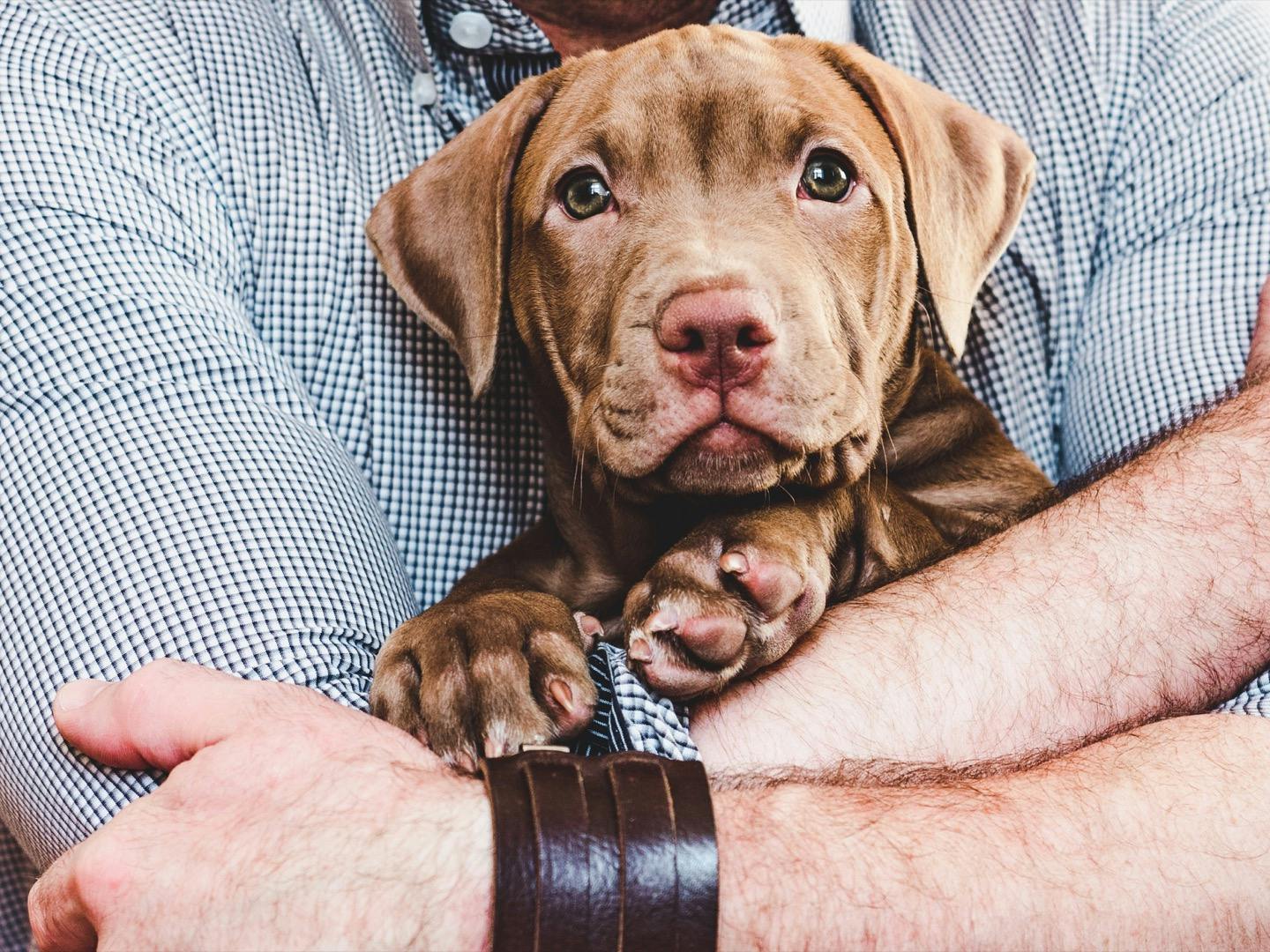 子犬を抱っこに慣れさせるには 正しい抱っことng抱っこを解説 Communication コミュニケーション わんクォール