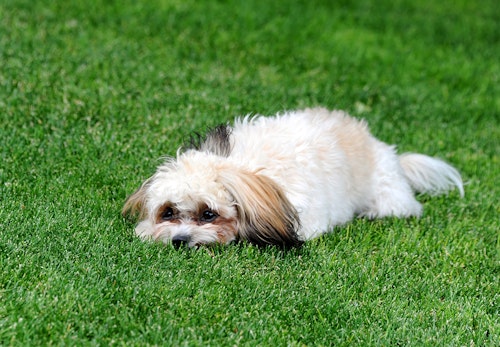 獣医師監修 犬の血便の原因とは 考えられる病気と対処法 病院に連れていくべき危険な症状を解説 わんクォール 獣医師監修 犬の血便の原因とは 考えられる病気と対処法 病院に連れていくべき危険な症状を解説 わんクォール