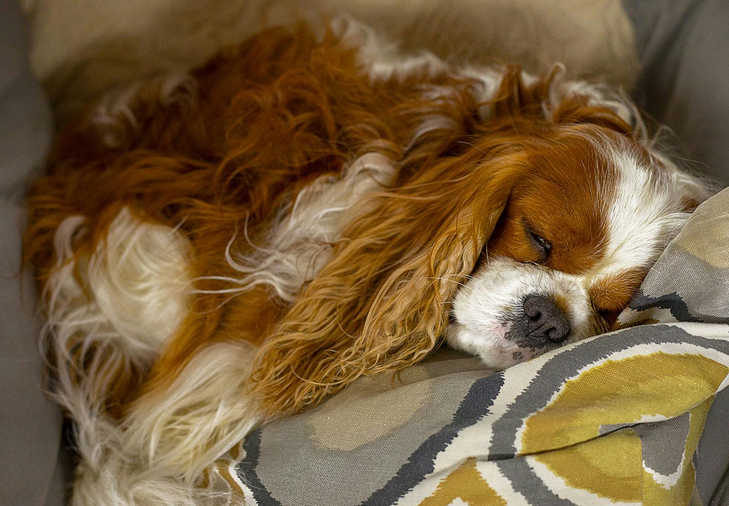 獣医師監修 犬も寝言を言う いびきをしている時の注意点や謎行動についても解説 Communication コミュニケーション わんクォール