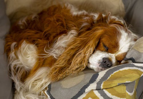 犬も寝言を言ったり 夢をみたりする 犬の睡眠や寝ている時の不思議な行動の理由について解説 獣医師監修 わんクォール 犬も寝言を言ったり 夢をみたりする 犬の睡眠や寝ている時の不思議な行動の理由について解説 獣医師監修 わんクォール