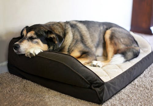 愛犬のうんちの異常事態 血便が出たときはどうしたらいいの 犬のココカラ