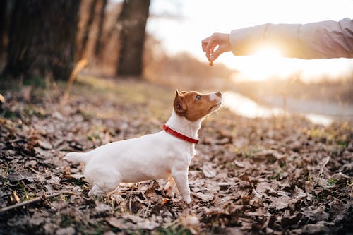 犬にバナナをあげても大丈夫 食べてもいい適量や注意点 健康面のメリットについて解説 獣医師監修 わんクォール