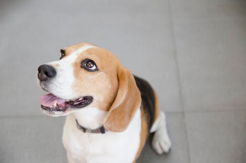 犬は柿を食べても大丈夫 皮や種 渋柿に関する注意点や食べるメリット 1日の適量について解説 獣医師監修 わんクォール