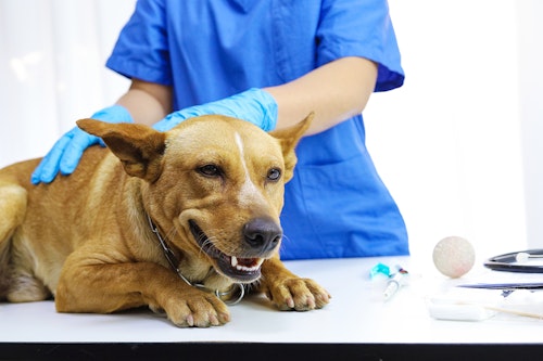 犬はさつまいもを食べても大丈夫 与える際の注意点や健康面のメリット 1日の適量について解説 獣医師監修 わんクォール 犬はさつまいもを食べても大丈夫 与える際の注意点や健康面のメリット 1日の適量について解説 獣医師監修 わんクォール
