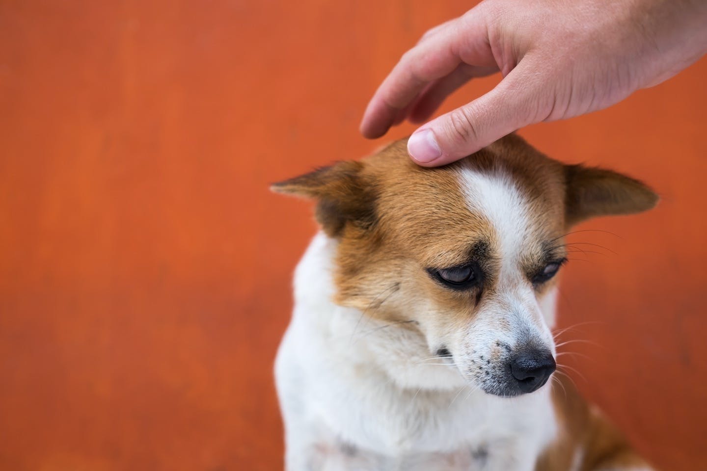 獣医師監修 犬の子宮蓄膿症 しきゅうちくのうしょう の症状や原因は 治療法 予防法も解説 Illness 病気 わんクォール