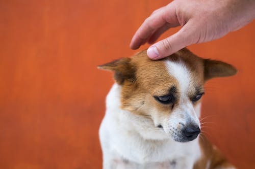 獣医師監修 犬の子宮蓄膿症 しきゅうちくのうしょう の症状や原因は 治療法 予防法も解説 わんクォール 獣医師監修 犬の子宮蓄膿症 しきゅうちくのうしょう の症状や原因は 治療法 予防法も解説 わんクォール