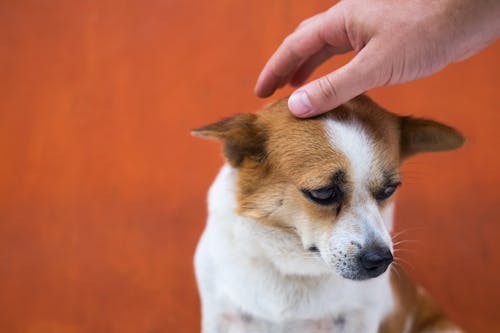 獣医師監修 犬の子宮蓄膿症 しきゅうちくのうしょう の症状や原因は 治療法 予防法も解説 わんクォール