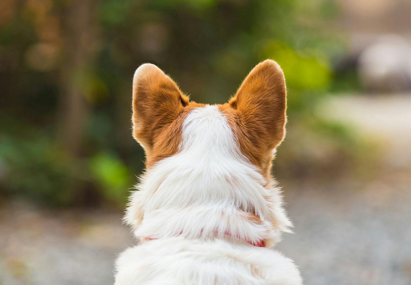 犬の耳が臭い原因　耳ダニ　感染症　外耳炎