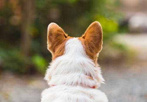 獣医師監修 犬の臭いの原因とは 体の部位ごとの対策法を紹介します わんクォール