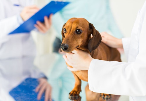 獣医師監修 犬の生理 ヒート の症状とは 時期や生理中の注意点を解説 わんクォール 獣医師監修 犬の生理 ヒート の症状とは 時期や生理中の注意点を解説 わんクォール