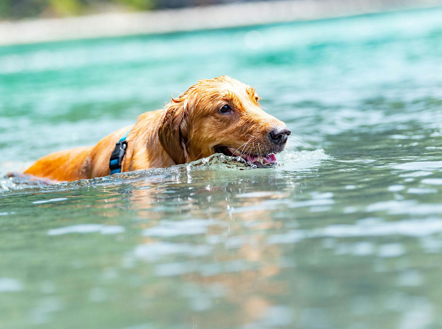 愛犬と一緒に都内で川遊びしよう 青梅 Active おでかけ わんクォール