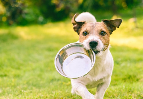 獣医師監修 犬の血便の原因とは 考えられる病気と対処法 病院に連れていくべき危険な症状を解説 わんクォール