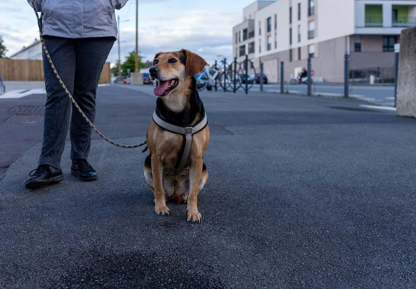 獣医師監修 犬の散歩は毎日行くべき 犬種別の適切な距離と回数 飼い主が知っておくべきマナーや注意点などについて解説 Health 健康 わんクォール