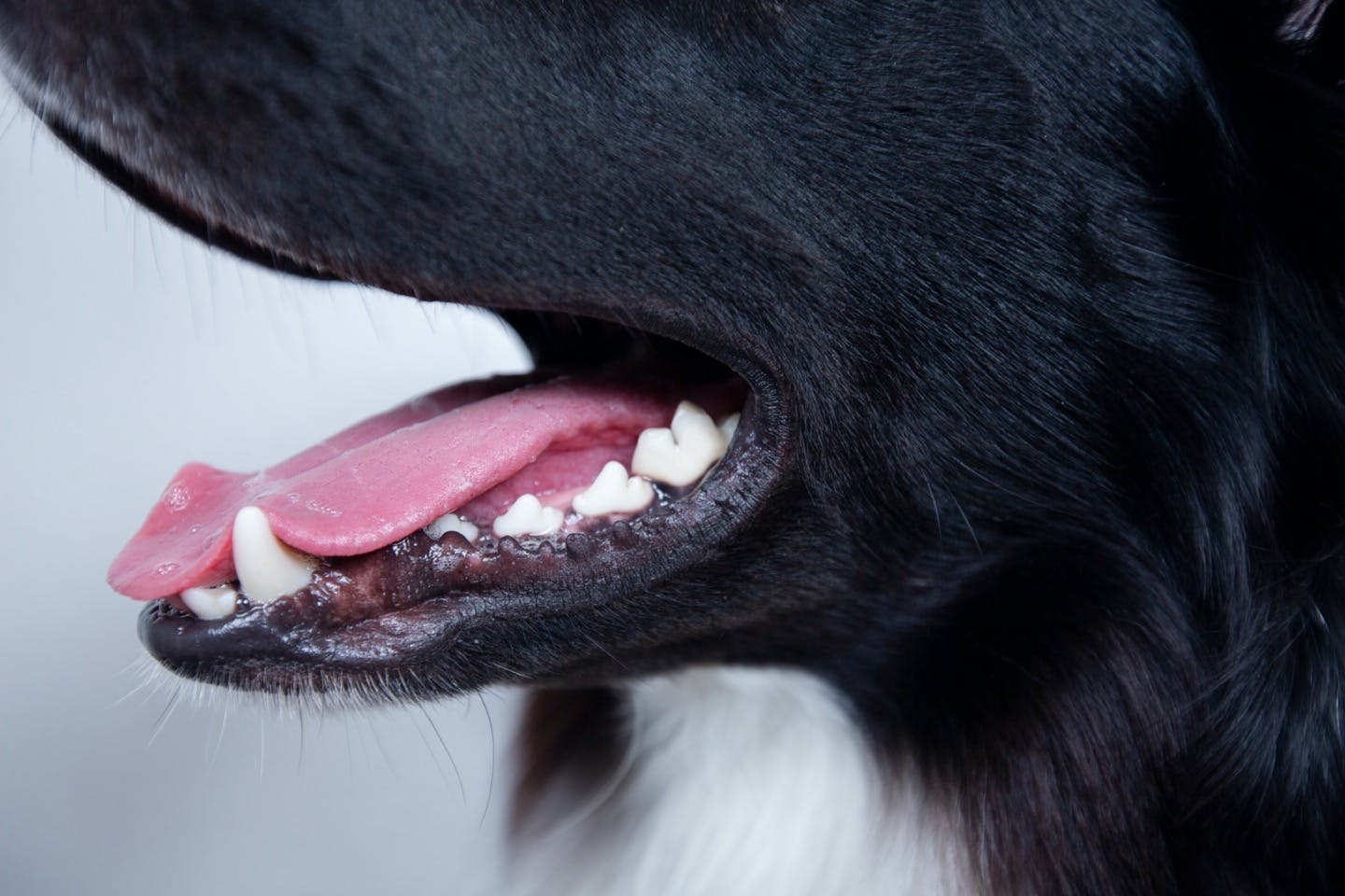 獣医師監修 犬の口臭や口内炎は病気のサイン 考えられる病気は Illness 病気 わんクォール