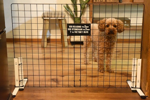 10分で完成 100均アイテムで愛犬の 簡易ペットゲート を作ろう わんクォール 10分で完成 100均アイテムで愛犬の 簡易ペットゲート を作ろう わんクォール