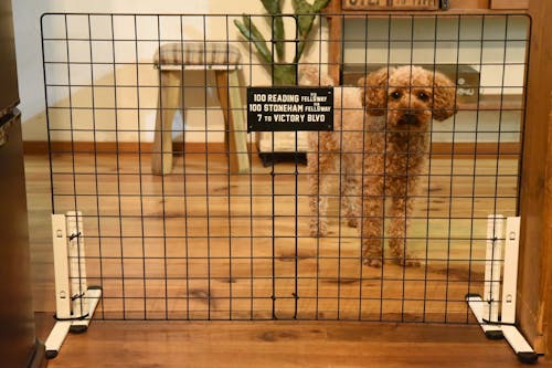 10分で完成 100均アイテムで愛犬の 簡易ペットゲート を作ろう わんクォール 10分で完成 100均アイテムで愛犬の 簡易ペットゲート を作ろう わんクォール