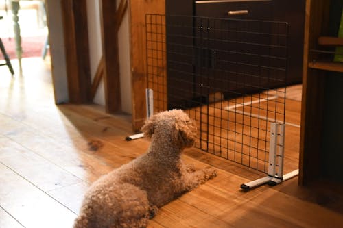 10分で完成 100均アイテムで愛犬の 簡易ペットゲート を作ろう わんクォール