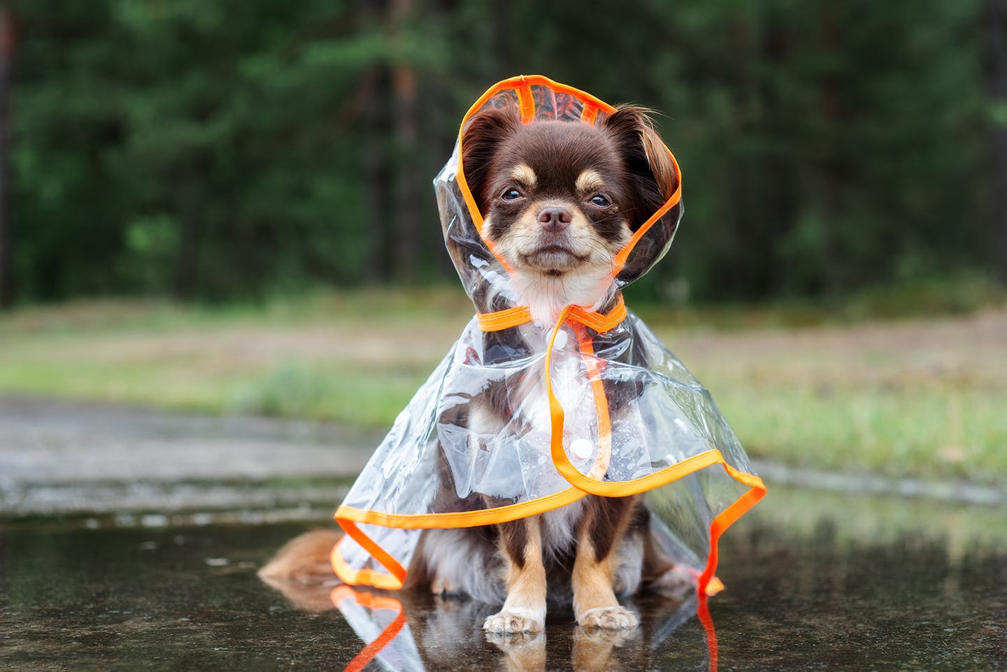 台風の中で犬の散歩に行くとき必要なアイテム
