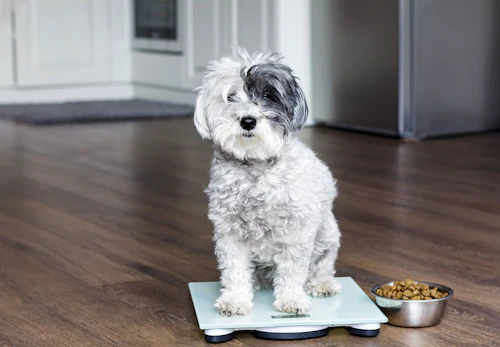 獣医師監修 犬の椎間板ヘルニアの症状とは 原因や治療法 日常生活でのケアや予防法などについて解説 わんクォール
