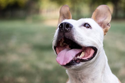 獣医師監修 犬の口臭や口内炎は病気のサイン 考えられる病気は わんクォール