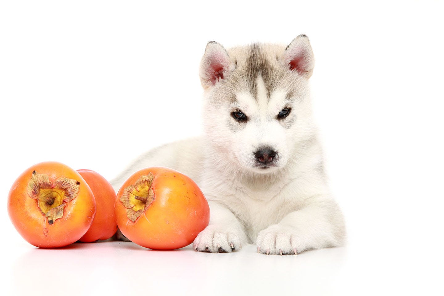 獣医師監修 犬は柿を食べても大丈夫 皮や種 渋柿に関する注意点や食べるメリット 1日の適量について解説 わんクォール