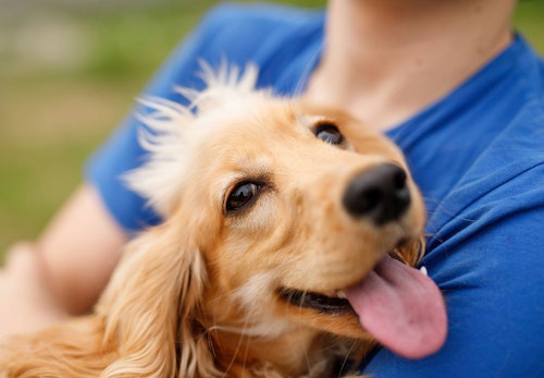 犬の正しい抱っこの仕方 知ってますか 嫌がる理由と対処法 サポートしてくれるグッズについて解説 獣医師監修 わんクォール 犬の正しい抱っこの仕方 知ってますか 嫌がる理由と対処法 サポートしてくれるグッズについて解説 獣医師監修 わんクォール